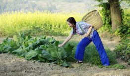 麻豆村,探寻台湾乡村的美丽与魅力